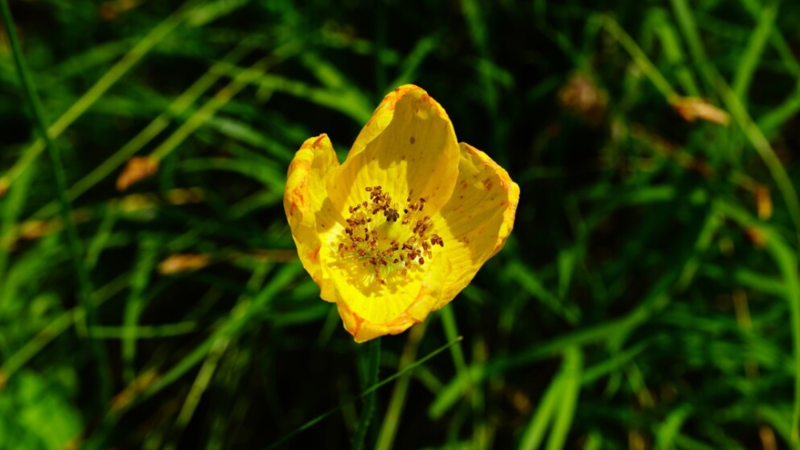 buttercup flower myth