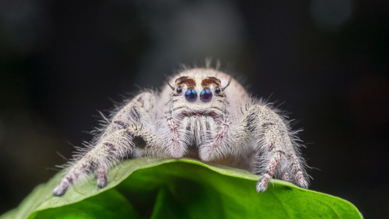 jumping spider spiritual meaning